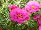 purslane-florets-9197_1280.jpg