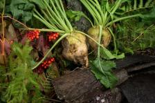 harvest-3736834_1280.jpg